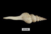 藏品(旋螺)的圖片